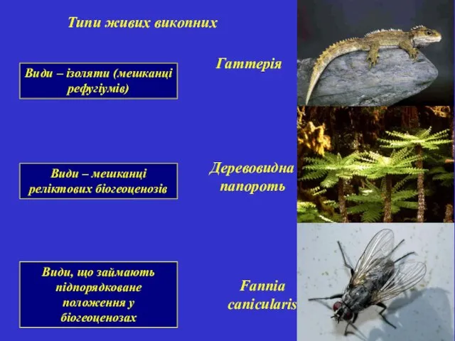 Види – ізоляти (мешканці рефугіумів) Типи живих викопних Гаттерія Деревовидна папороть