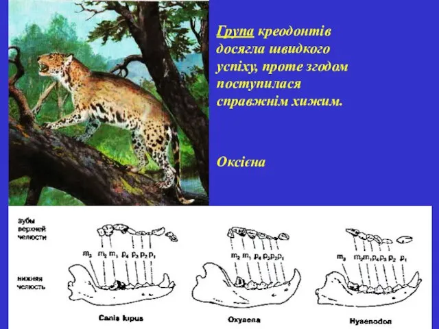 Група креодонтів досягла швидкого успіху, проте згодом поступилася справжнім хижим. Оксієна