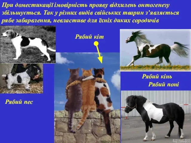 При доместикації імовірність прояву відхилень онтогенезу збільшується. Так у різних видів