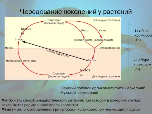 Чередование поколений у растений Женский половой орган гаметофита = архегоний. Мужской