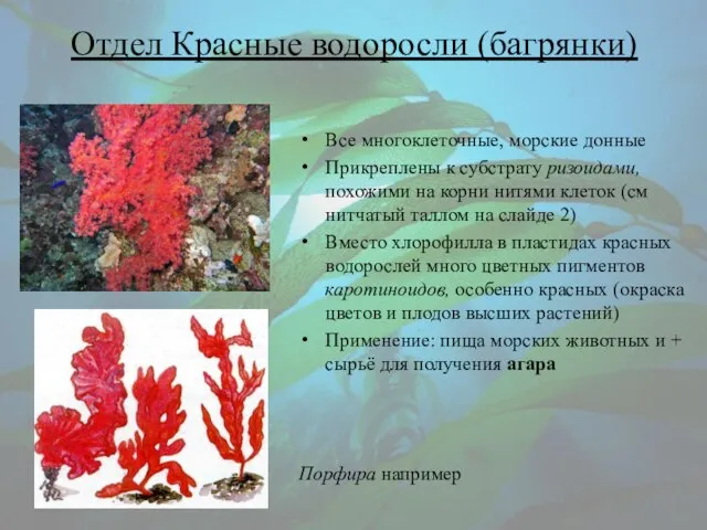 Отдел Красные водоросли (багрянки) Все многоклеточные, морские донные Прикреплены к субстрату