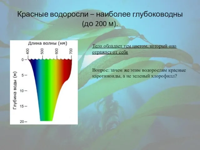 Красные водоросли – наиболее глубоководны (до 200 м). Тело обладает тем