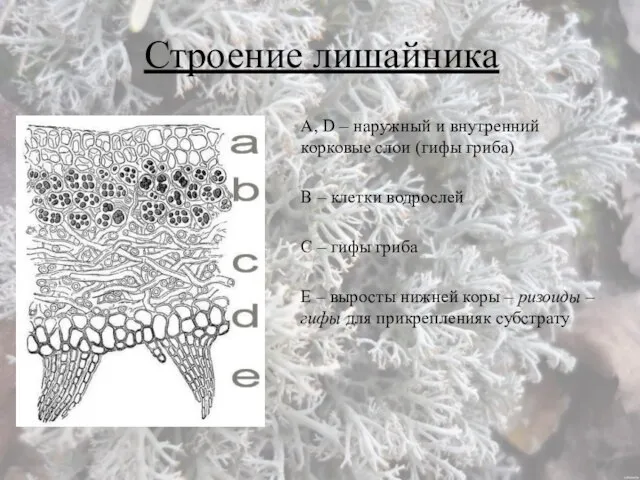 Строение лишайника А, D – наружный и внутренний корковые слои (гифы