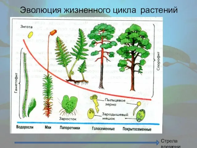 Эволюция жизненного цикла растений Стрела времени