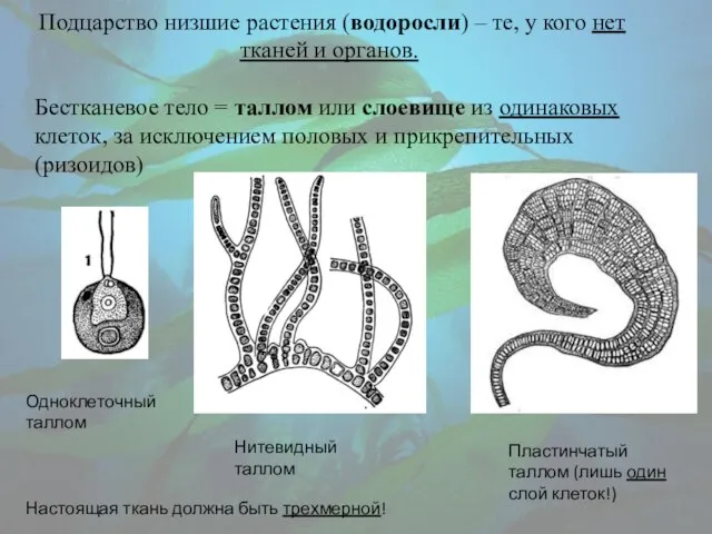 Подцарство низшие растения (водоросли) – те, у кого нет тканей и