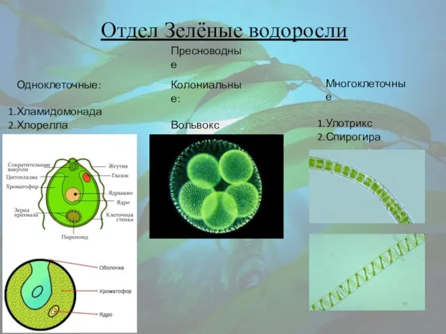 Отдел Зелёные водоросли Одноклеточные: Хламидомонада Хлорелла Колониальные: Вольвокс Многоклеточные Улотрикс Спирогира Пресноводные