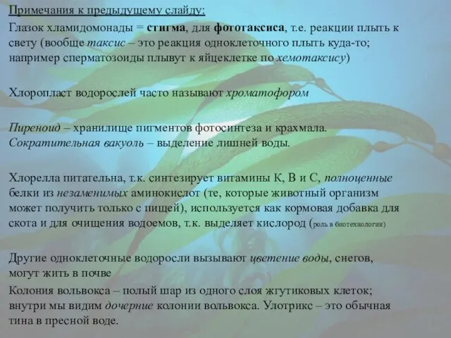 Примечания к предыдущему слайду: Глазок хламидомонады = стигма, для фототаксиса, т.е.