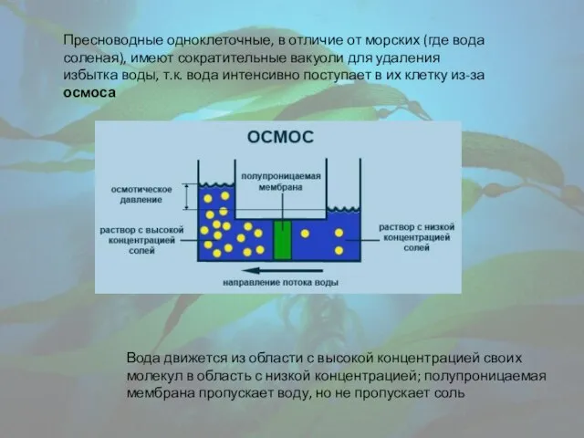 Пресноводные одноклеточные, в отличие от морских (где вода соленая), имеют сократительные