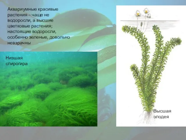 Высшая элодея Низшая спирогира Аквариумные красивые растения – чаще не водоросли,