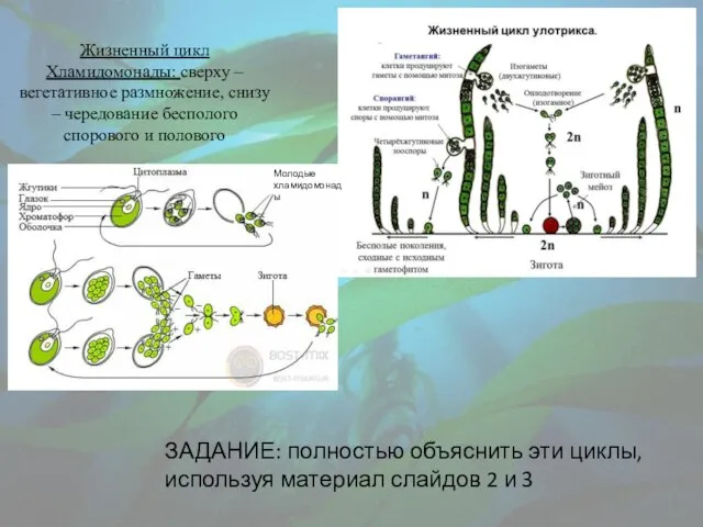 Жизненный цикл Хламидомонады: сверху – вегетативное размножение, снизу – чередование бесполого