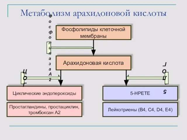 Метаболизм арахидоновой кислоты