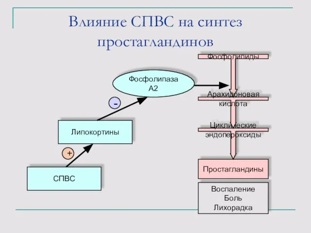 Влияние СПВС на синтез простагландинов