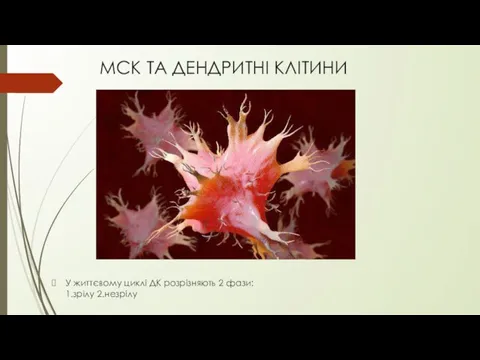 МСК ТА ДЕНДРИТНІ КЛІТИНИ У життєвому циклі ДК розрізняють 2 фази: 1.зрілу 2.незрілу