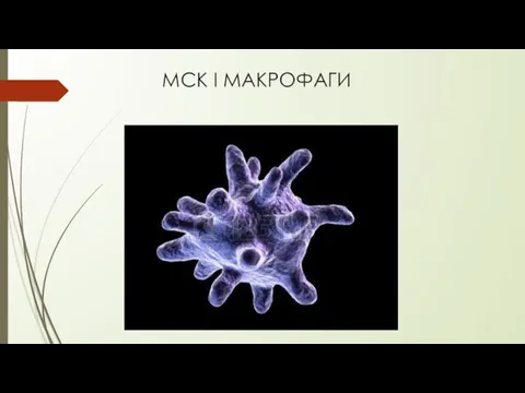 МСК І МАКРОФАГИ Існує 2 основні групи макрофагів : класично активовані