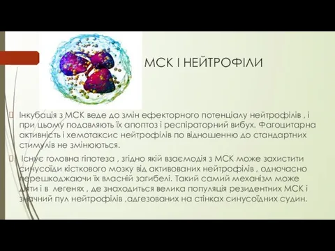 МСК І НЕЙТРОФІЛИ Інкубація з МСК веде до змін ефекторного потенціалу