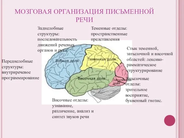 МОЗГОВАЯ ОРГАНИЗАЦИЯ ПИСЬМЕННОЙ РЕЧИ Переднелобные структуры: внутриречевое программирование Височные отделы: узнавание,