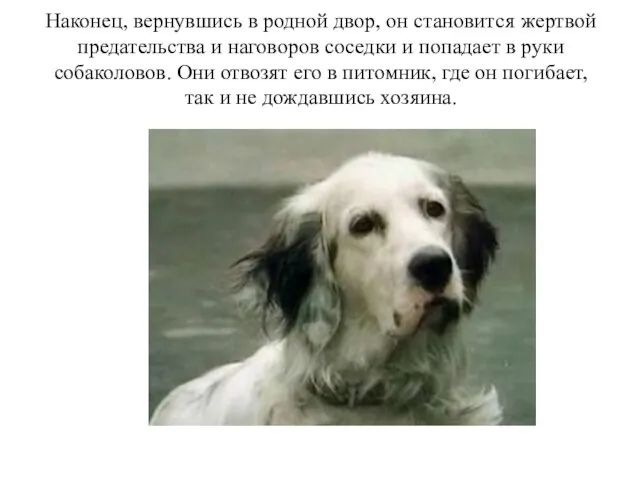 Наконец, вернувшись в родной двор, он становится жертвой предательства и наговоров