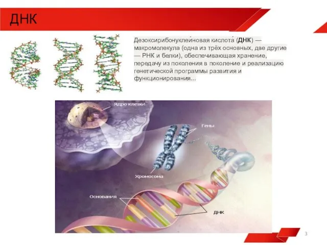 Дезоксирибонуклеи́новая кислота́ (ДНК) — макромолекула (одна из трёх основных, две другие