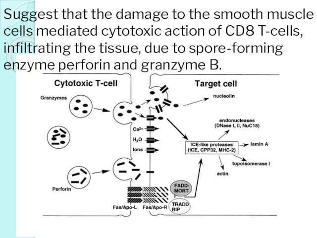 Suggest that the damage to the smooth muscle cells mediated cytotoxic
