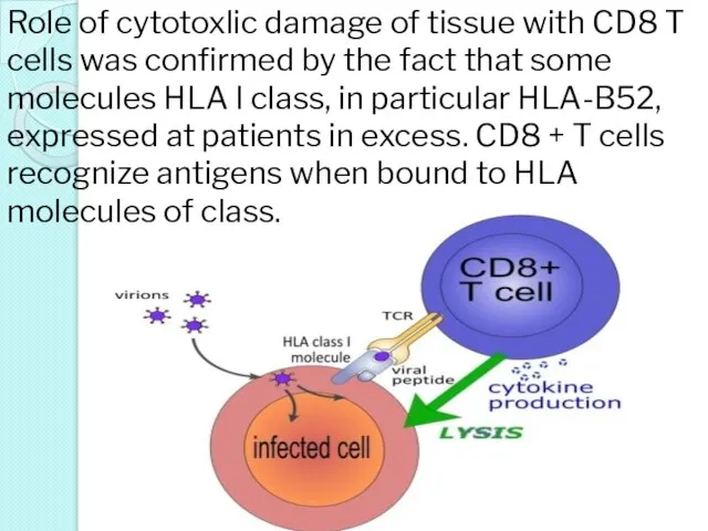 Role of cytotoxlic damage of tissue with CD8 T cells was