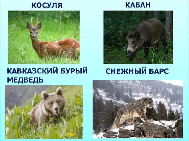 КОСУЛЯ КАБАН КАВКАЗСКИЙ БУРЫЙ МЕДВЕДЬ СНЕЖНЫЙ БАРС