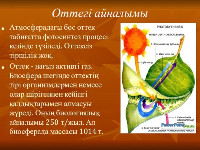 Оттегі айналымы Атмосферадағы бос оттек табиғатта фотосинтез процесі кезінде түзіледі. Оттексіз