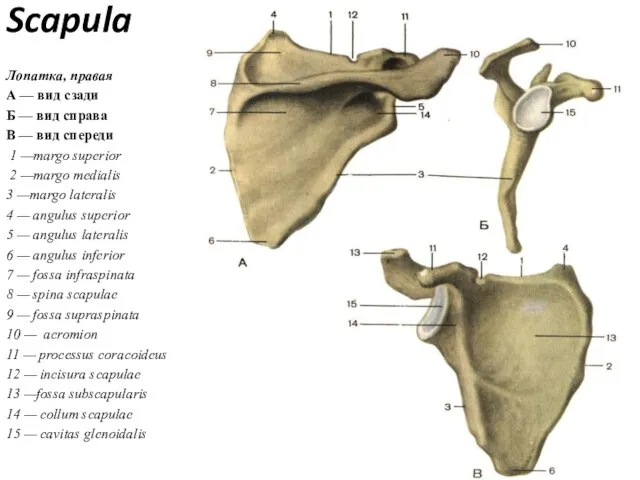 Scapula Лопатка, правая А — вид сзади Б — вид справа