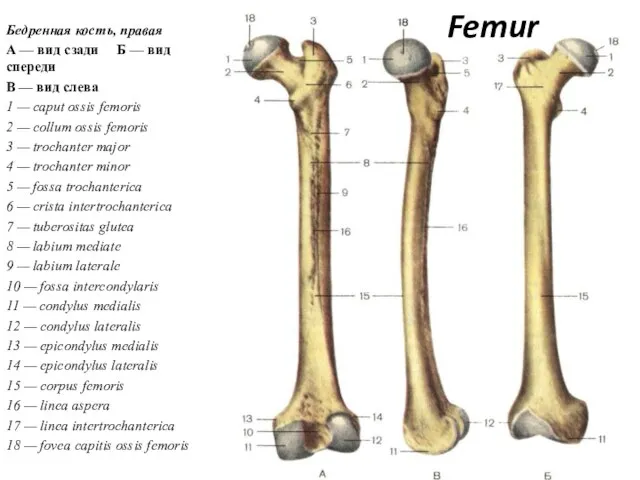 Femur Бедренная кость, правая А — вид сзади Б — вид