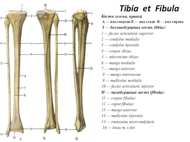 Tibia et Fibula Кости голени, правой А — вид спереди Б