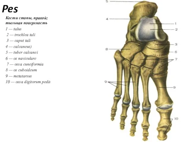 Pes Кости стопы, правой; тыльная поверхность 1 — talus 2 —