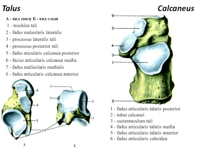 Talus Calcaneus А - вид снизу Б - вид сзади 1