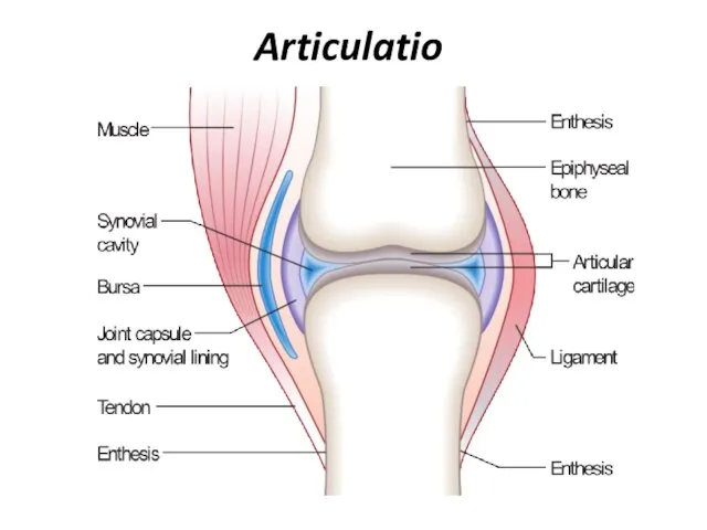 Articulatio