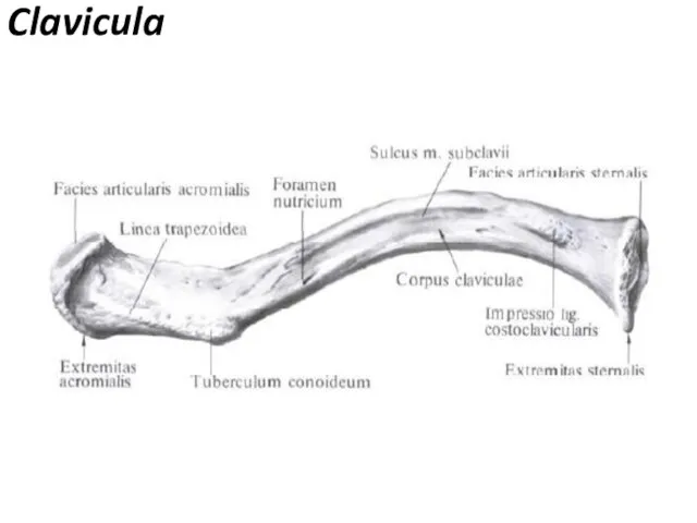 Clavicula