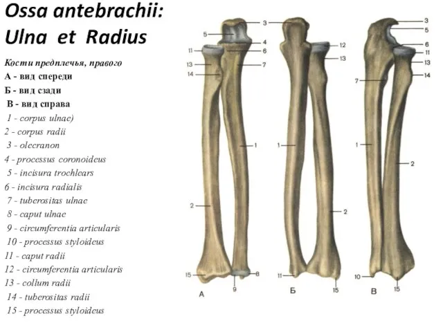 Ossa antebrachii: Ulna et Radius Кости предплечья, правого А - вид