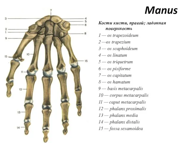 Manus Кости кисти, правой; ладонная поверхность 1 — os trapezoideum 2