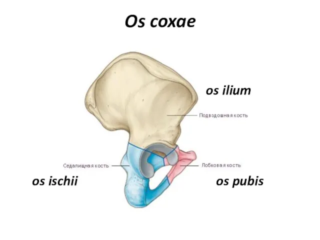 Os coxae os ilium os pubis os ischii