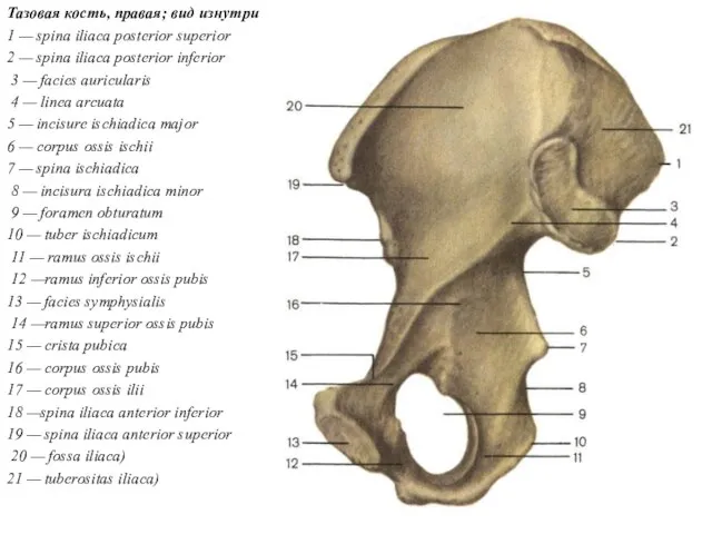 Тазовая кость, правая; вид изнутри 1 — spina iliaca posterior superior