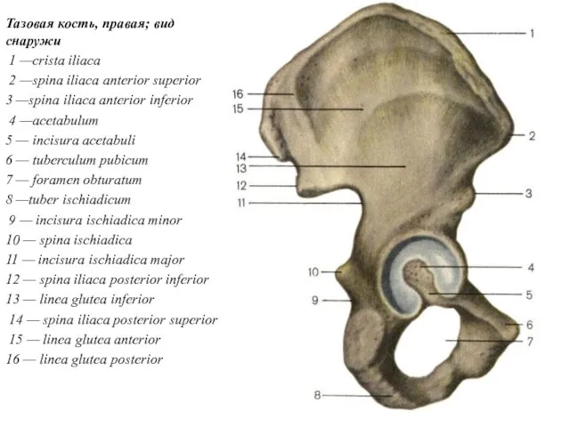Тазовая кость, правая; вид снаружи 1 —crista iliaca 2 —spina iliaca