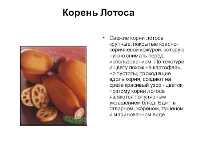 Корень Лотоса Свежие корни лотоса крупные, покрытые красно-коричневой кожурой, которую нужно