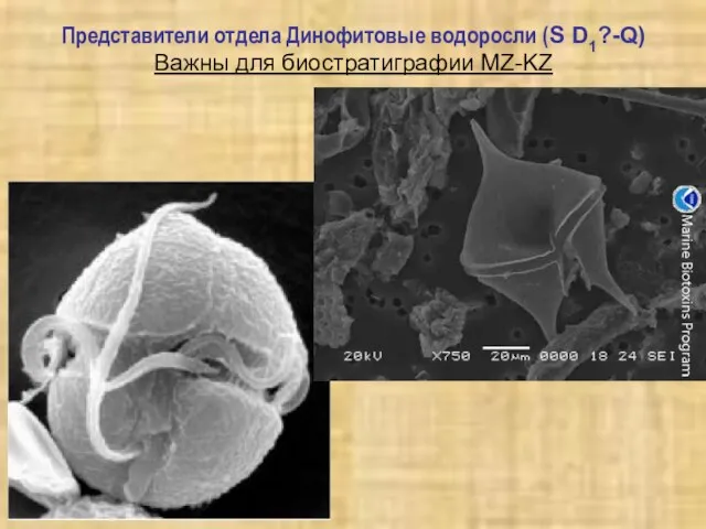Представители отдела Динофитовые водоросли (S D1?-Q) Важны для биостратиграфии MZ-KZ