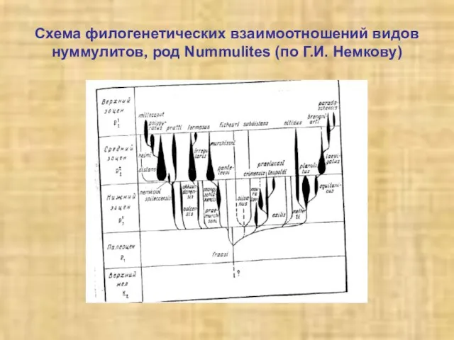 Схема филогенетических взаимоотношений видов нуммулитов, род Nummulites (по Г.И. Немкову)