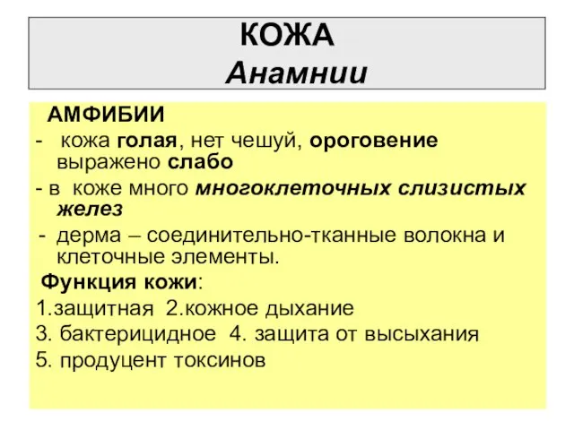 КОЖА Анамнии АМФИБИИ - кожа голая, нет чешуй, ороговение выражено слабо