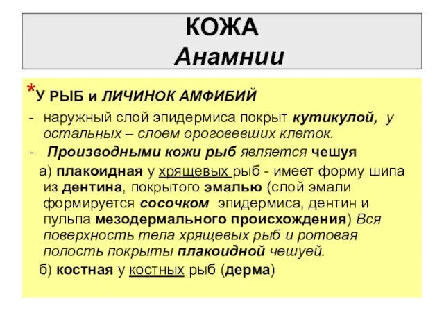 КОЖА Анамнии *У РЫБ и ЛИЧИНОК АМФИБИЙ наружный слой эпидермиса покрыт