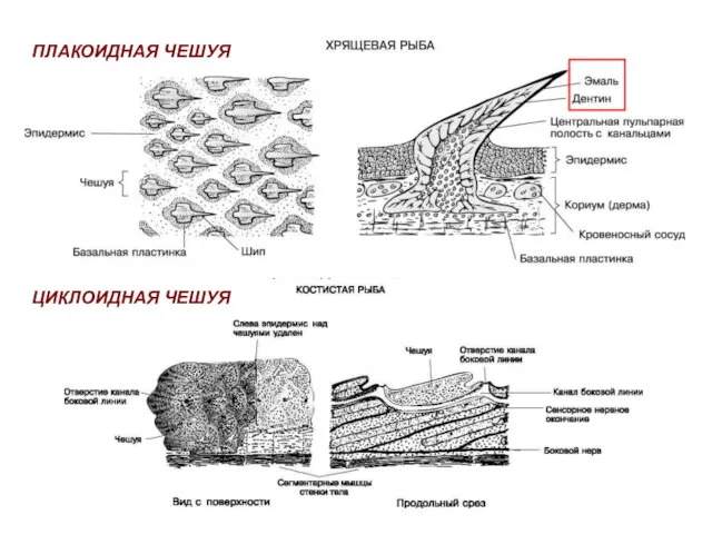 ПЛАКОИДНАЯ ЧЕШУЯ ЦИКЛОИДНАЯ ЧЕШУЯ