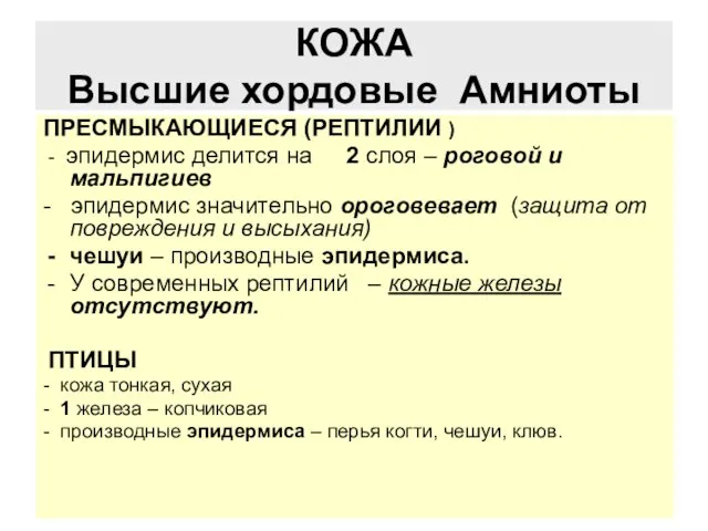 КОЖА Высшие хордовые Амниоты ПРЕСМЫКАЮЩИЕСЯ (РЕПТИЛИИ ) - эпидермис делится на