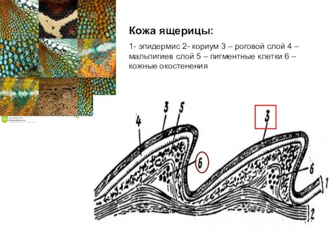 Кожа ящерицы: 1- эпидермис 2- кориум 3 – роговой слой 4