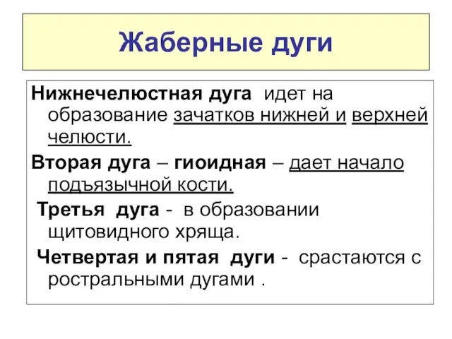 Жаберные дуги Нижнечелюстная дуга идет на образование зачатков нижней и верхней