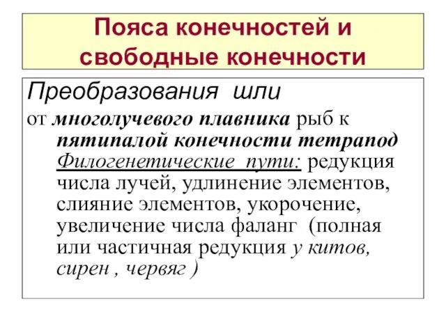 Пояса конечностей и свободные конечности Преобразования шли от многолучевого плавника рыб