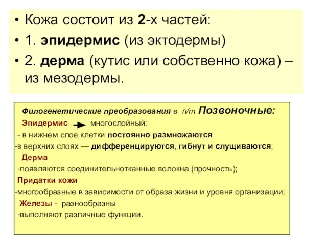 Кожа состоит из 2-х частей: 1. эпидермис (из эктодермы) 2. дерма