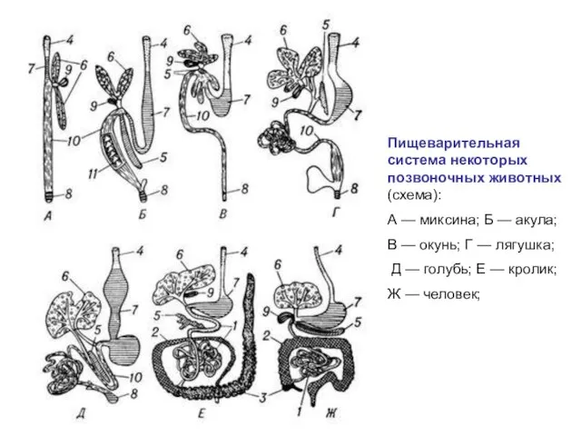 Пищеварительная система некоторых позвоночных животных (схема): А — миксина; Б —